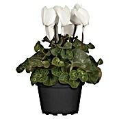 Piardino Zimmer-Alpenveilchen (Cyclamen persicum, Topfgröße: 10 cm, Weiß) | BAUHAUS