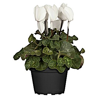 Piardino Zimmer-Alpenveilchen (Cyclamen persicum, Topfgröße: 10 cm, Weiß)