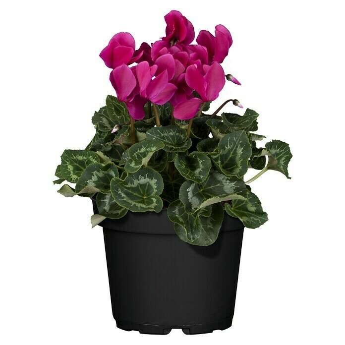 Piardino Zimmer-Alpenveilchen (Cyclamen persicum, Topfgröße: 10 cm, Lila) | BAUHAUS