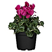 Piardino Zimmer-Alpenveilchen (Cyclamen persicum, Topfgröße: 10 cm, Lila) | BAUHAUS