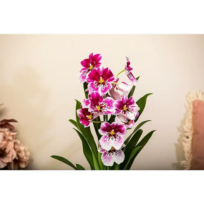 Piardino Miltonia-Orchidee - Miltonia, Topfgröße: 12 cm, Rosa - Nahaufnahme einer blühenden Miltoniopsis-Orchidee mit auffälligen, pink-weiß gefärbten Blüten und sattgrünen Blättern.