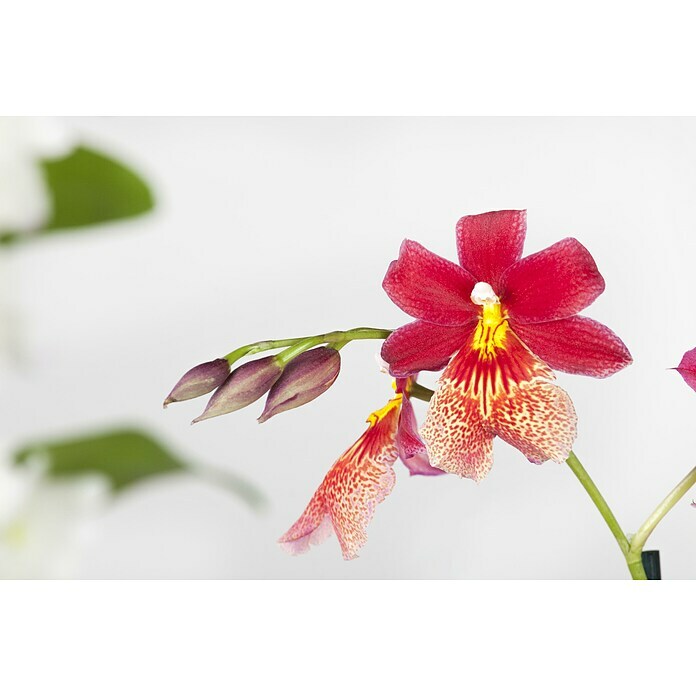 Piardino Cambria-OrchideeCambria, Topfgröße: 12 cm, Gelb/Weiß/Orange/Rosa/Rot Detail Shot