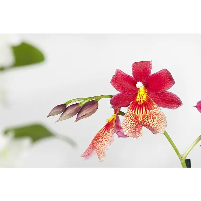 Piardino Cambria-Orchidee - Cambria, Topfgröße: 12 cm, Gelb/Weiß/Orange/Rosa/Rot - Nahaufnahme einer roten Cambria-Orchidee mit gelber Mitte und gefleckten Blütenblättern, die ihre exotische Schönheit zeigt.