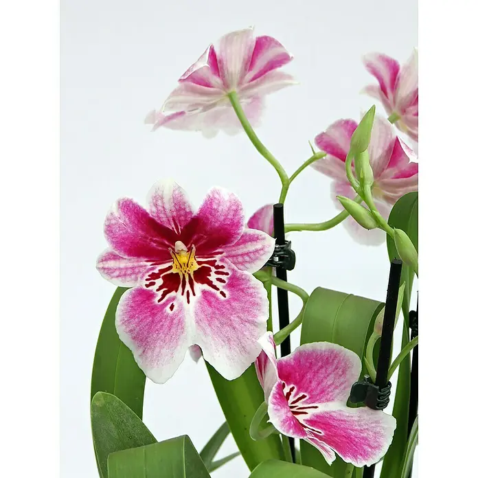 Piardino Miltonia-Orchidee - Miltonia, Topfgröße: 12 cm, Rosa - Nahaufnahme einer mehrfarbigen Cambria-Orchidee mit auffälligen rosa Blütenblättern und grünen Blättern, die ihre zarte Schönheit hervorheben.