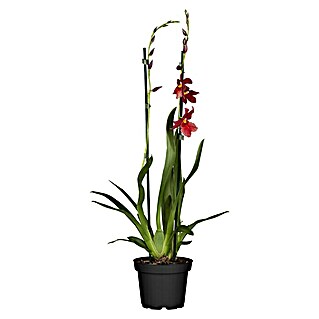 Piardino Cambria-Orchidee (Cambria, Topfgröße: 12 cm, Gelb/Weiß/Orange/Rosa/Rot)