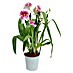 Piardino Miltonia-Orchidee 