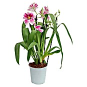 Miltonia 2 Risper 12