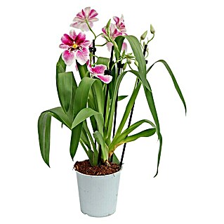 Piardino Miltonia-Orchidee (Miltonia, Topfgröße: 12 cm, Rosa)