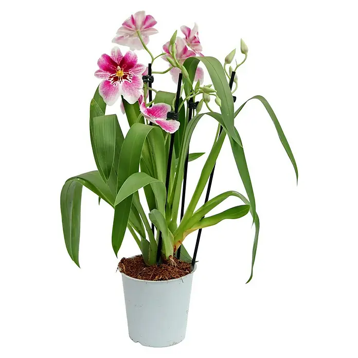 Piardino Miltonia-Orchidee - Miltonia, Topfgröße: 12 cm, Rosa - Farbenfrohe Cambria-Orchidee im Topf. Die zarten rosa Blüten und grünen Blätter bringen Frische und Schönheit in jeden Raum.