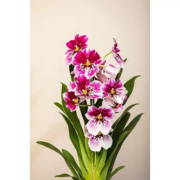 Piardino Miltonia-Orchidee - Miltonia, Topfgröße: 12 cm, Rosa - Detailaufnahme