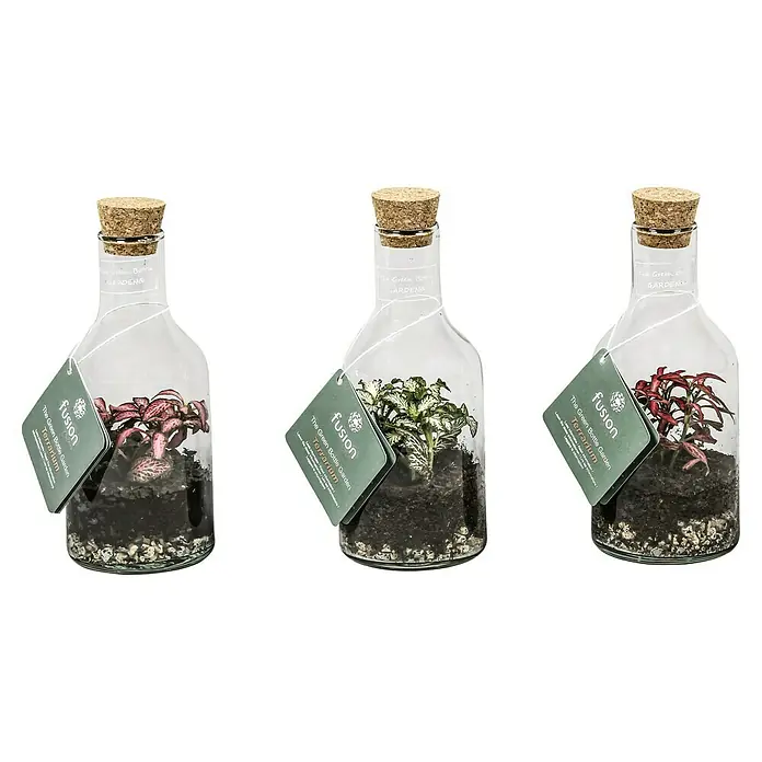 Piardino Arreglo de plantas de interior - 30 cm - Tres terrarios Fusion The Green Bottle Garden con tapones de corcho y plantas de colores diversos.