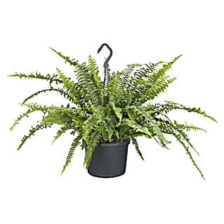 Piardino Helecho (Nephrolepis 'Boston Ampel', Tamaño de maceta: 25 cm)