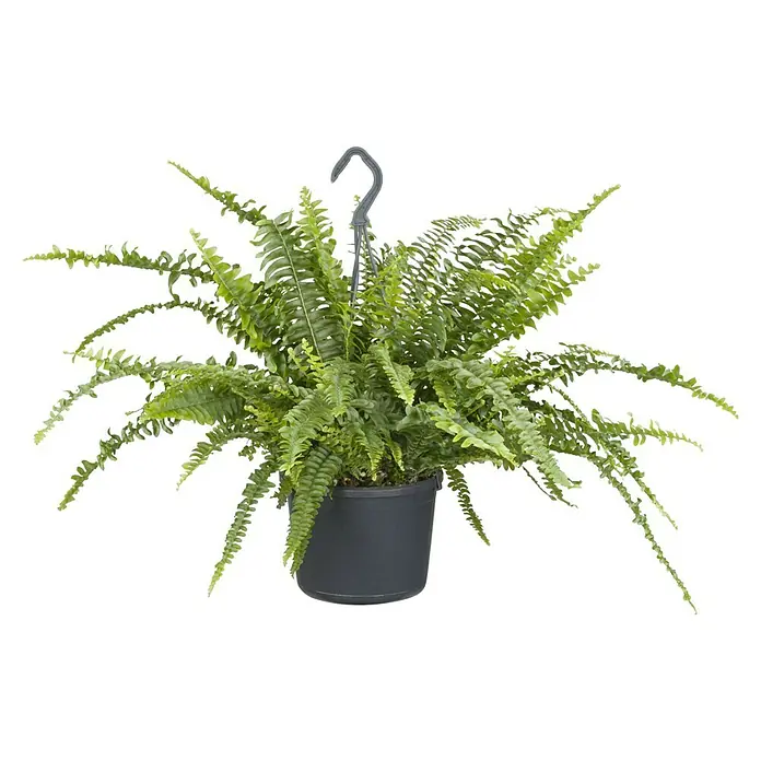 Piardino Helecho - Nephrolepis 'Boston Ampel', Tamaño de maceta: 25 cm - Planta colgante con un exuberante helecho verde en una maceta gris, ideal para espacios interiores y decoración del hogar.