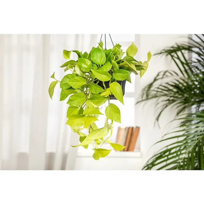 Piardino Efeutute - Epipremnum aureum, Topfgröße: 19 cm - Hängepflanze mit leuchtend grünen Blättern in einem schwarzen Topf vor einem hellen Fenster, bringt Frische und Leben in jeden Raum.