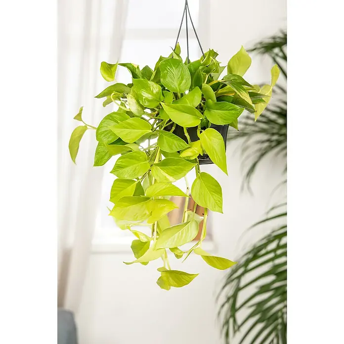 Piardino Efeu Ampel (Hedera helix, Topfgre: 18 cm) | BAUHAUS