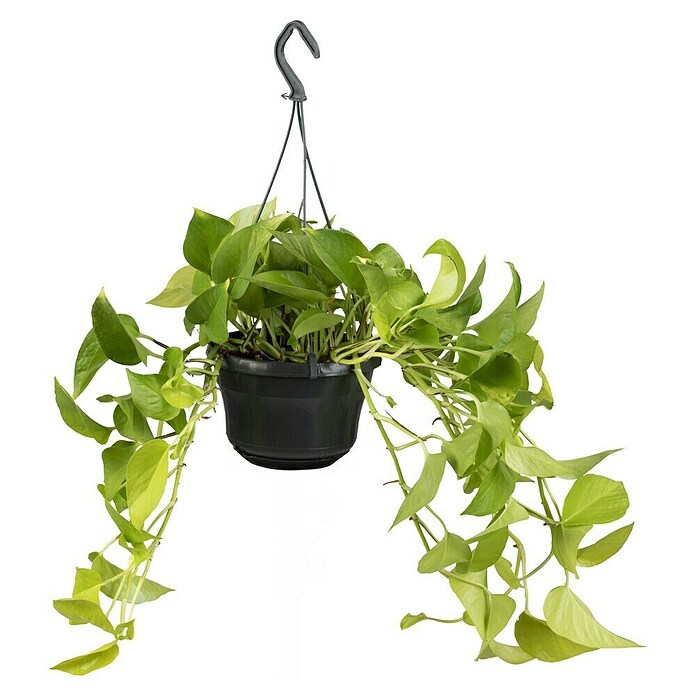 Piardino Efeutute - Epipremnum aureum, Topfgre: 19 cm online kaufen bei  BAUHAUS