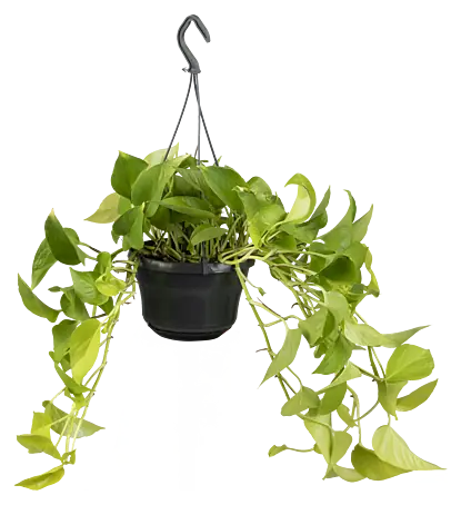 Piardino Efeutute - Epipremnum aureum, Topfgre: 19 cm online kaufen bei  BAUHAUS