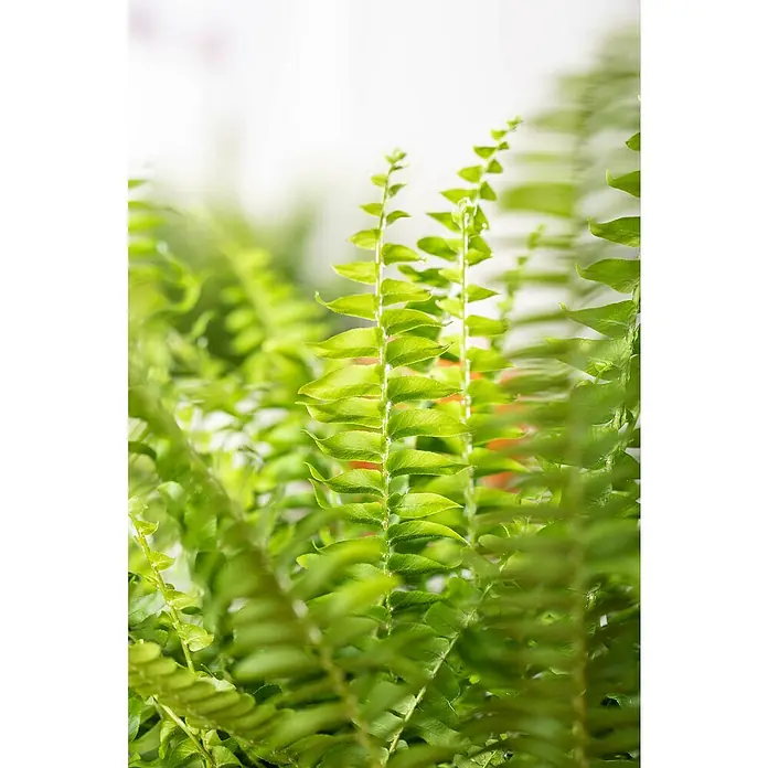 Piardino Helecho rizado - Nephrolepis exaltata Green Lady, Tamaño de maceta: 17 cm, Verde medio - Un primer plano muestra un exuberante helecho verde, destacando la belleza fresca y natural de la planta de interior.