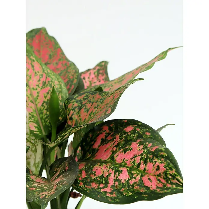 Piardino Kolbenfaden - Aglaonema cummutatum, Topfgröße: 12 cm - Die Aglaonema 'Siam Aurora' Zimmerpflanze mit ihren auffälligen rosa und grünen Blättern, die jedem Raum einen Hauch von Farbe verleiht.
