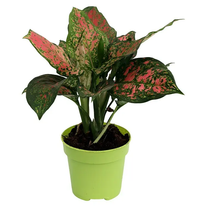 Piardino Kolbenfaden - Aglaonema cummutatum, Topfgröße: 12 cm - Zimmerpflanze Aglaonema 'Siam Aurora' in einem hellgrünen Topf mit dunkelbrauner Erde, die lebendige Farben in Ihr Zuhause bringt.