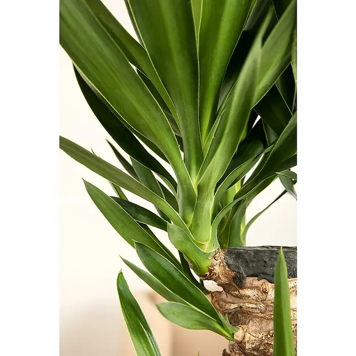 Palmlilie 3er Stamm - Yucca elephantipes, Topfgre: 24 cm online kaufen  bei BAUHAUS