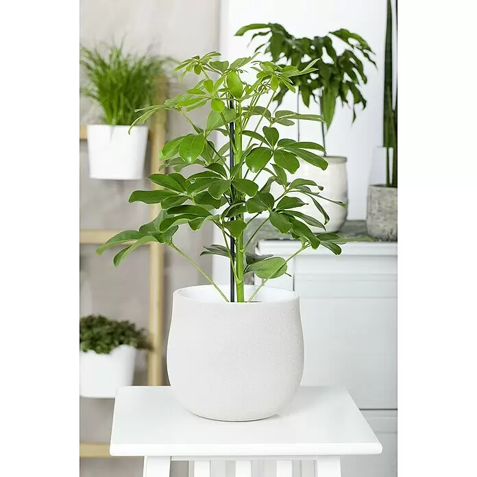 Piardino Strahlenaralie Nora - Schefflera abricola Nora, Topfgröße: 12 cm, Grün - Topf-Schefflera in hellgrauem Strukturoptik-Topf auf weißem Beistelltisch.