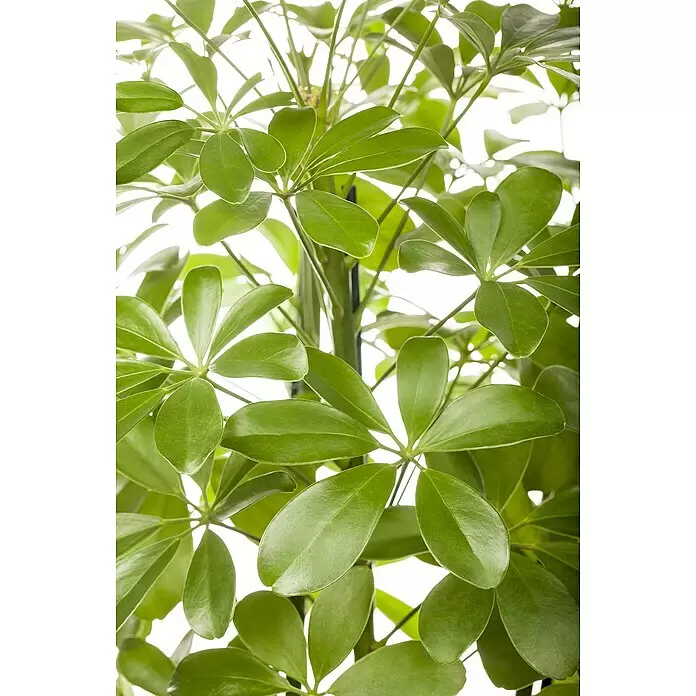 Piardino Strahlenaralie Nora - Schefflera abricola Nora, Topfgröße: 12 cm, Grün - Grüne Pflanze mit glänzenden, schirmförmigen Blättern.