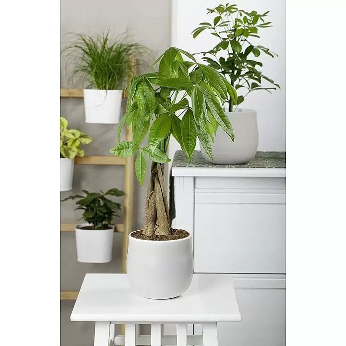 Piardino Glckskastanie - Pachira aquatica, Topfgre: 19 cm online kaufen  bei BAUHAUS