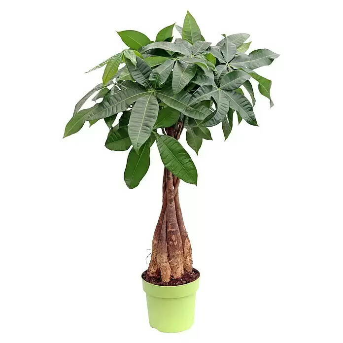 Piardino GlückskastaniePachira aquatica, Topfgröße: 19 cm