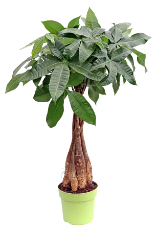 purpur glanzmispel spalierbaum Glanzmispel als Spalierbaum bestellen?