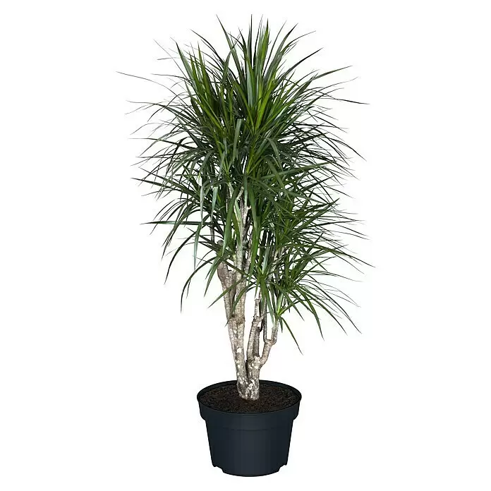 drachenbaum reflexa Drachenbaum Riki kaufen