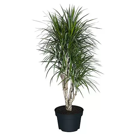 Piardino Elefantenfu - Beaucarnea recurvata, Topfgre: 45 cm online  kaufen bei BAUHAUS