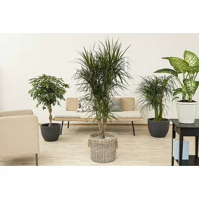 Piardino Drachenbaum XXL - Dracaena reflexa 'Anita', Topfgre: 27 cm,  Mittelgrn online kaufen bei BAUHAUS