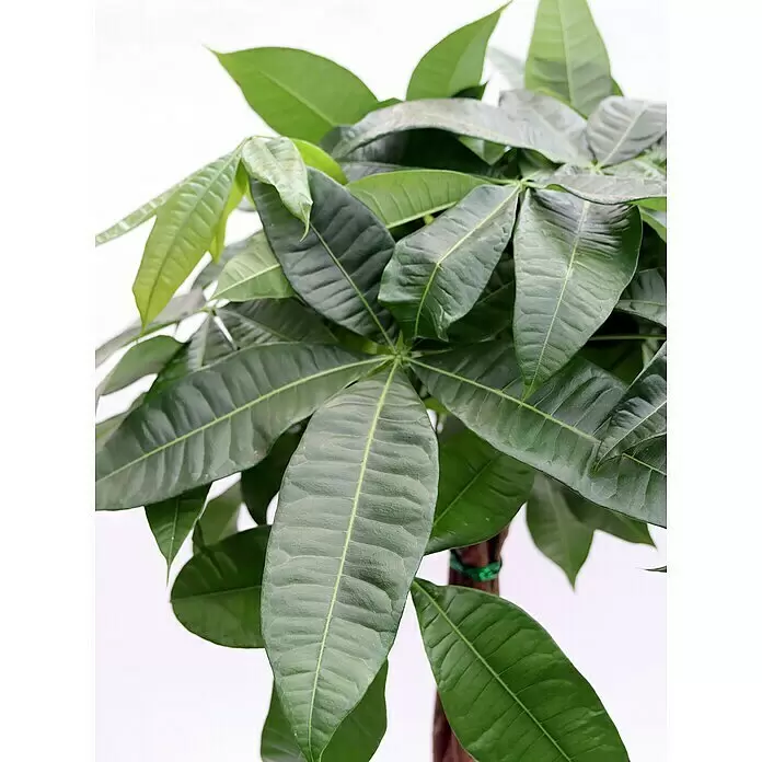 Piardino Glckskastanie - Pachira aquatica, Topfgre: 19 cm online kaufen  bei BAUHAUS