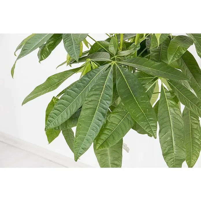 Piardino GlückskastaniePachira aquatica, Topfgröße: 19 cm - Nahaufnahme einer Pachira Aquatica Pflanze, auch bekannt als Glückskastanie, mit ihren charakteristischen grünen Blättern.