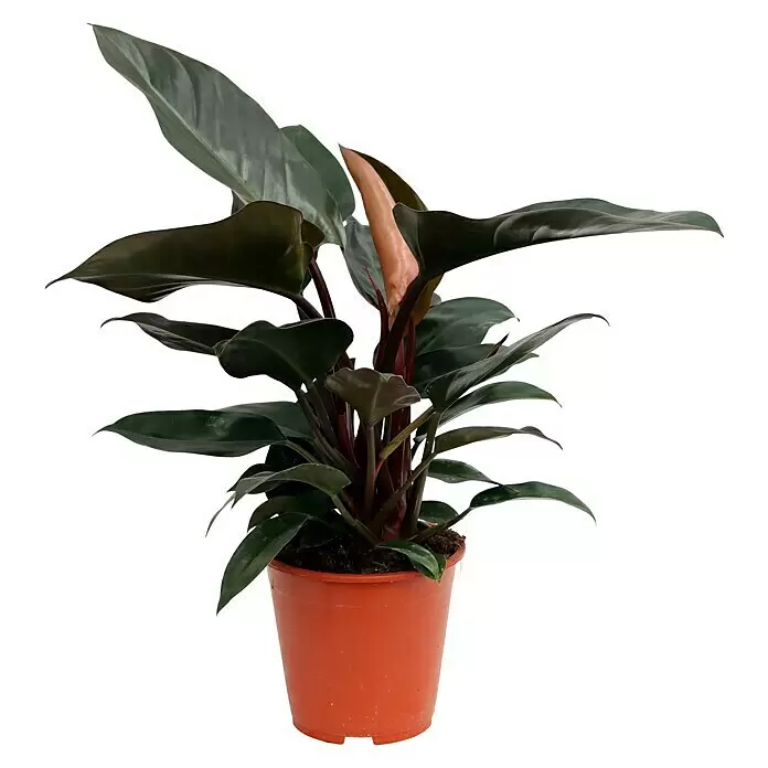 Piardino Baumfreund 'Red Twins'Philodendron, Topfgröße: 19 cm