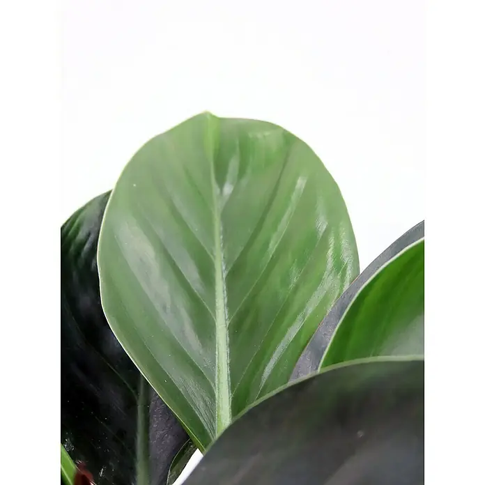 Piardino Baumfreund 'Congo Apple'Philodendron, Topfgröße: 19 cm - Nahaufnahme eines glänzenden, grünen Pflanzenblattes mit markanten Blattadern.