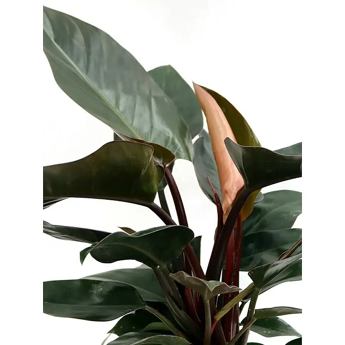 Piardino Baumfreund 'Red Twins'Philodendron, Topfgröße: 19 cm - Nahaufnahme einer 'Philodendron Red Sun'-Zimmerpflanze mit glänzenden, dunkelgrünen Blättern und einem auffälligen, neuen, orangefarbenen Blatt.