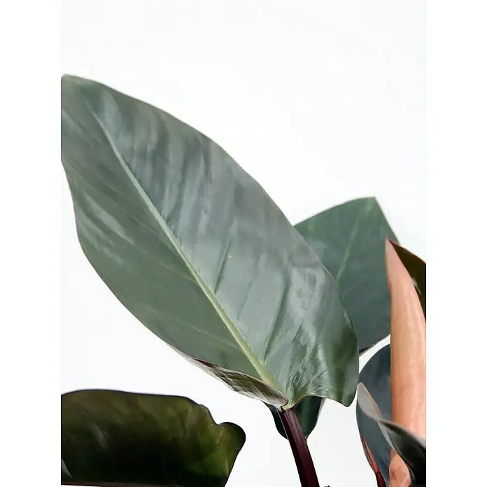 Piardino Baumfreund 'Red Twins'Philodendron, Topfgröße: 19 cm - Nahaufnahme eines Philodendron Black Cardinal mit seinen glänzenden, dunkelgrünen Blättern und einem Hauch von Burgunderrot.