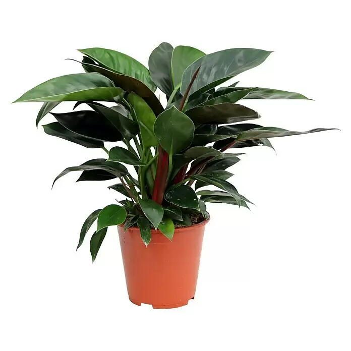 Piardino Baumfreund 'Congo Apple'Philodendron, Topfgröße: 19 cm