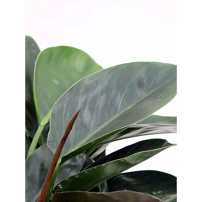 Piardino Baumfreund 'Congo Apple'Philodendron, Topfgröße: 19 cm - Nahaufnahme einer Zimmerpflanze mit großen, glänzenden Blättern und einem braunen Trieb, ideal für die Inneneinrichtung.