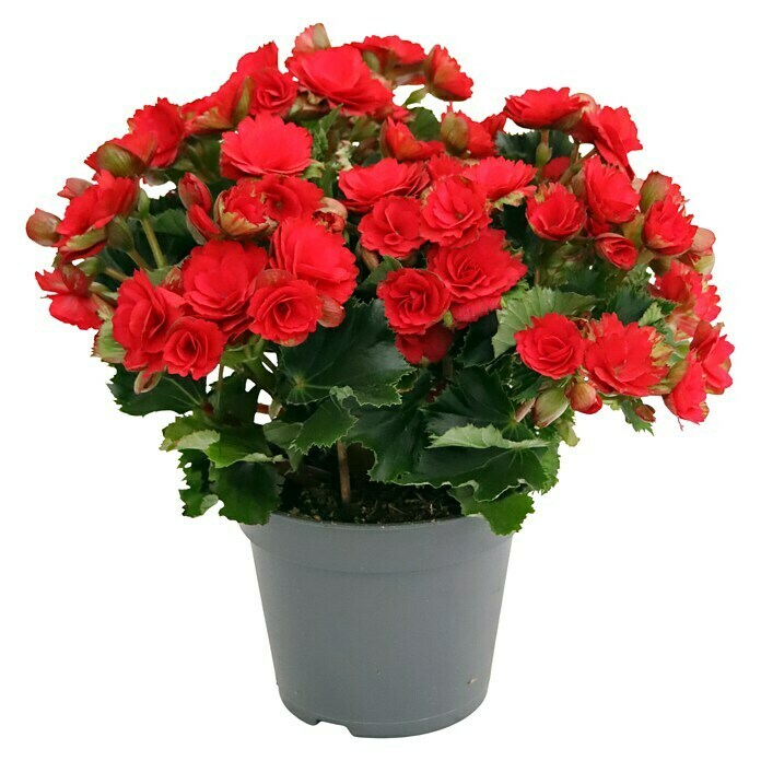 Begonia elatior 14 Grace rot