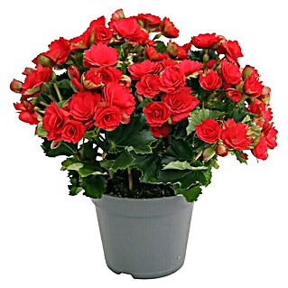 Piardino Begonie (Begonia elatior Baladin, Topfgröße: 14 cm, Rot)