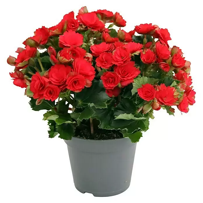 Piardino Begonie - Begonia elatior Baladin, Topfgröße: 14 cm, Rot - Vorderansicht