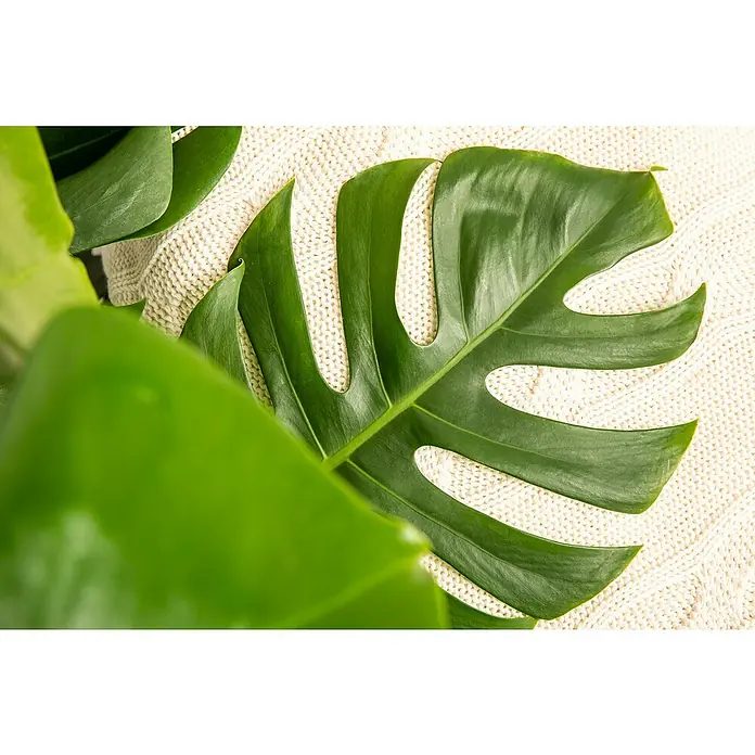 Piardino Fensterblatt Mix - Monstera in Sorten, Topfgröße: 6 cm - Nahaufnahme eines grünen Monstera-Blattes auf einer Strickdecke, das die natürliche Schönheit und Textur des Blattes hervorhebt.