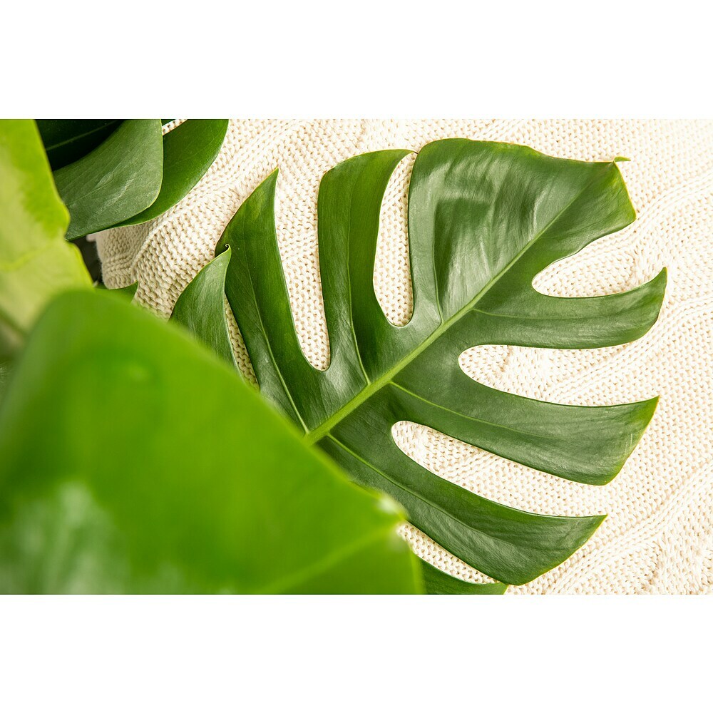 Piardino Fensterblatt Mix - Monstera in Sorten, Topfgre: 6 cm online  kaufen bei BAUHAUS