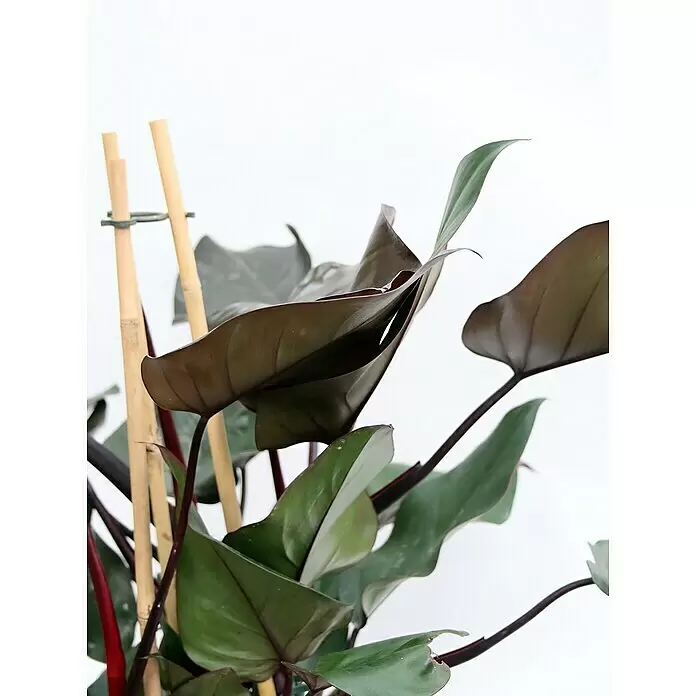 Piardino Baumfreund 'Congo Rojo' - Philodendron, Topfgröße: 19 cm - Dunkelgrüne und kastanienbraune Blattpflanze mit dünnen, dunkelroten Stielen, gestützt von hellbraunen Bambusstäben.