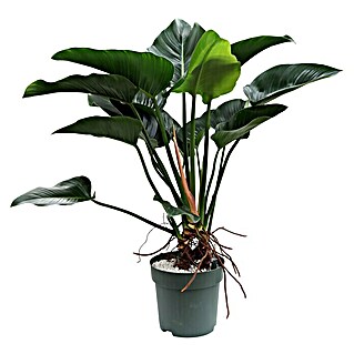 Piardino Baumfreund (Philodendron 'Green Beauty', Topfgröße: 30 cm)