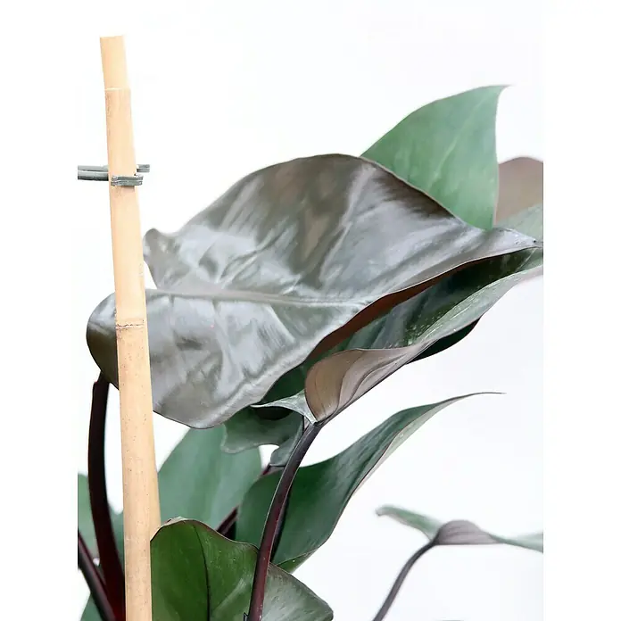 Piardino Baumfreund 'Congo Rojo' - Philodendron, Topfgröße: 19 cm - Nahaufnahme einer Philodendron-Pflanze mit glänzenden, dunkelgrünen Blättern und einem Bambusstab zur Unterstützung.
