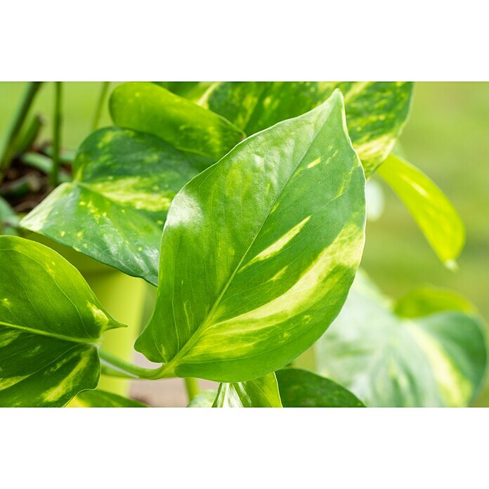 Piardino EfeututeEpipremnum aureum, Topfgröße: 19 cm Detail Shot